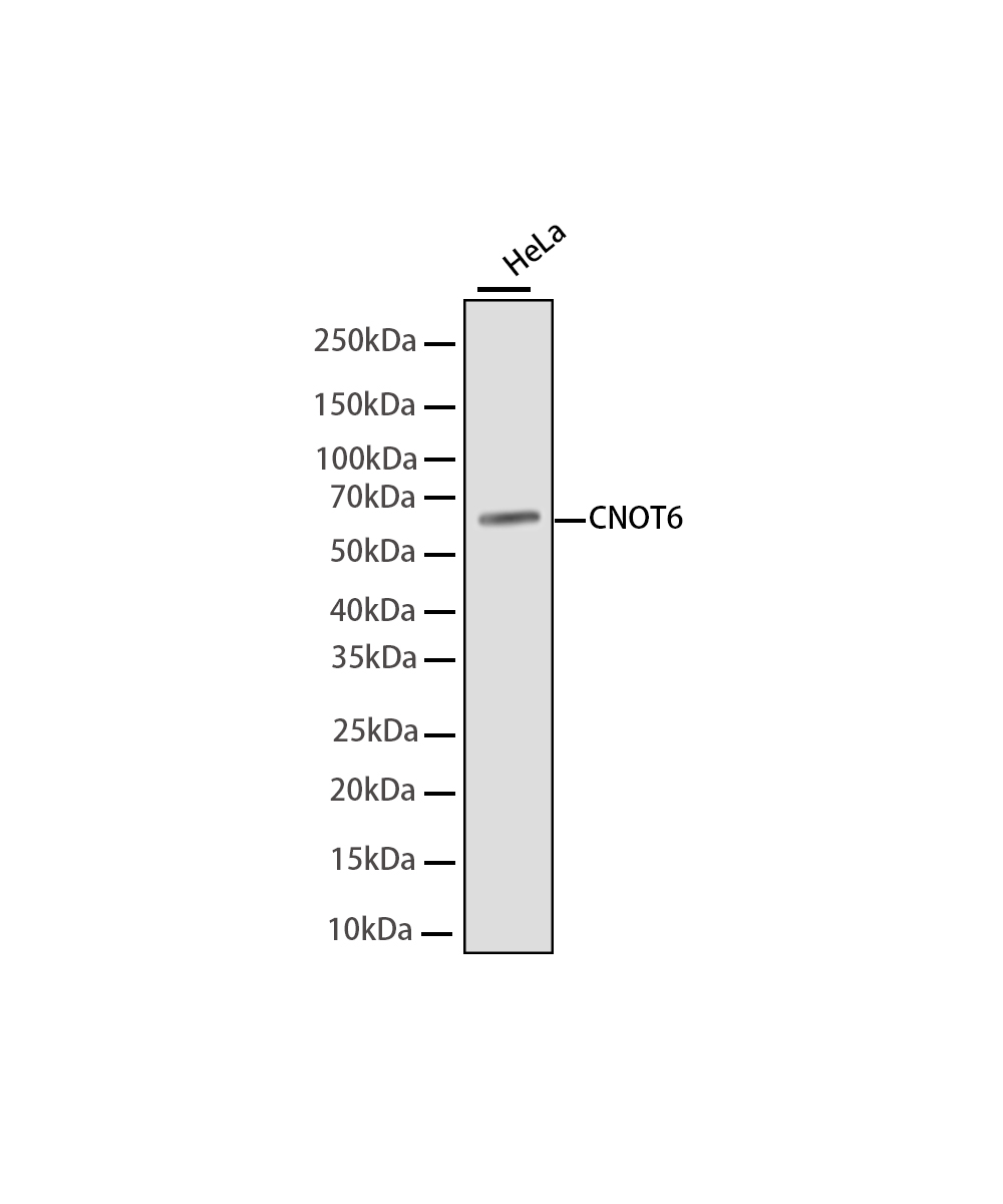 Rabbit monoclonal antibody