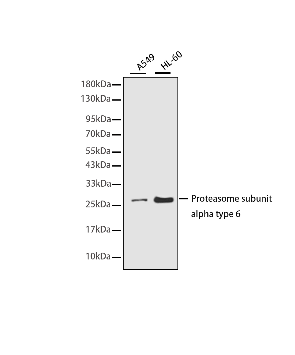Rabbit monoclonal antibody