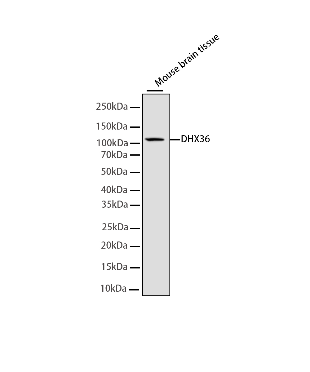 Rabbit monoclonal antibody