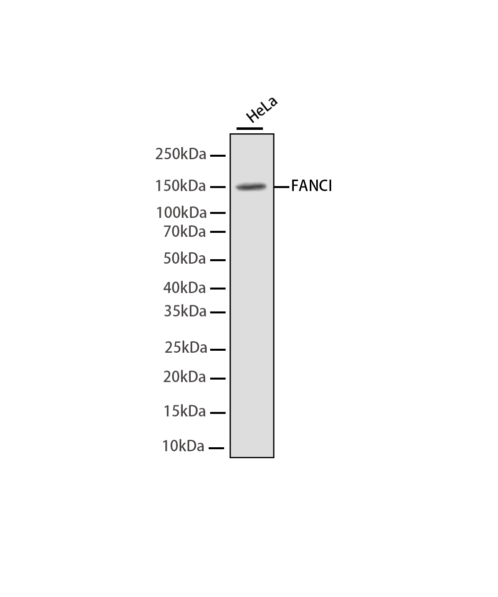 Rabbit monoclonal antibody