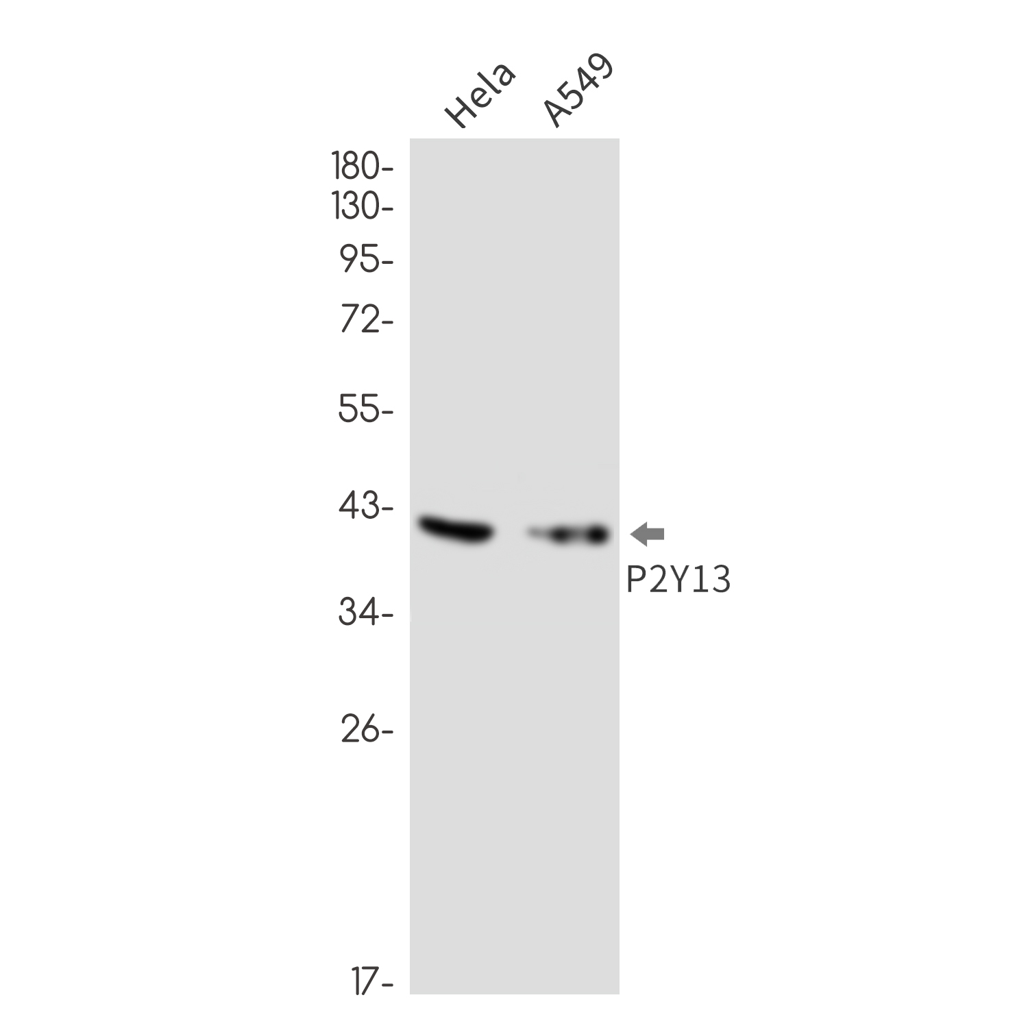 Rabbit monoclonal antibody