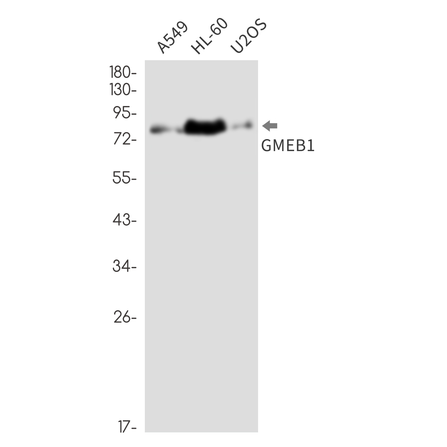 Rabbit monoclonal antibody