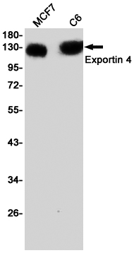 Rabbit monoclonal antibody