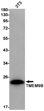 Rabbit monoclonal antibody