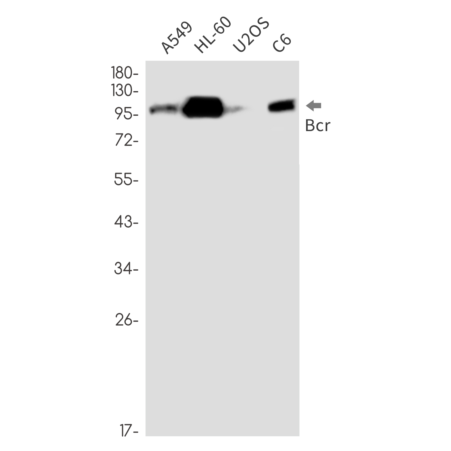 Rabbit monoclonal antibody