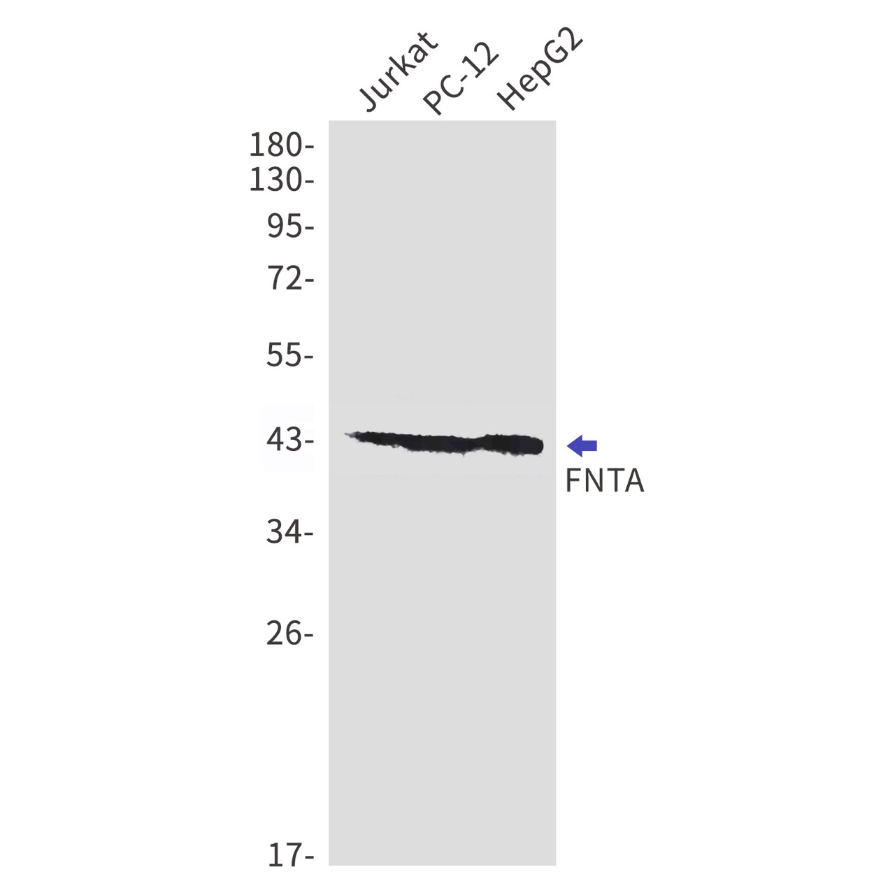 Rabbit monoclonal antibody