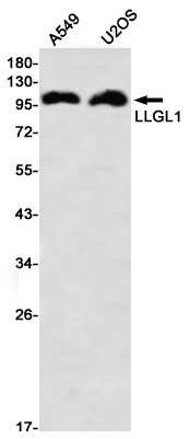 Rabbit monoclonal antibody