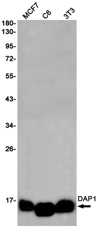 Rabbit monoclonal antibody