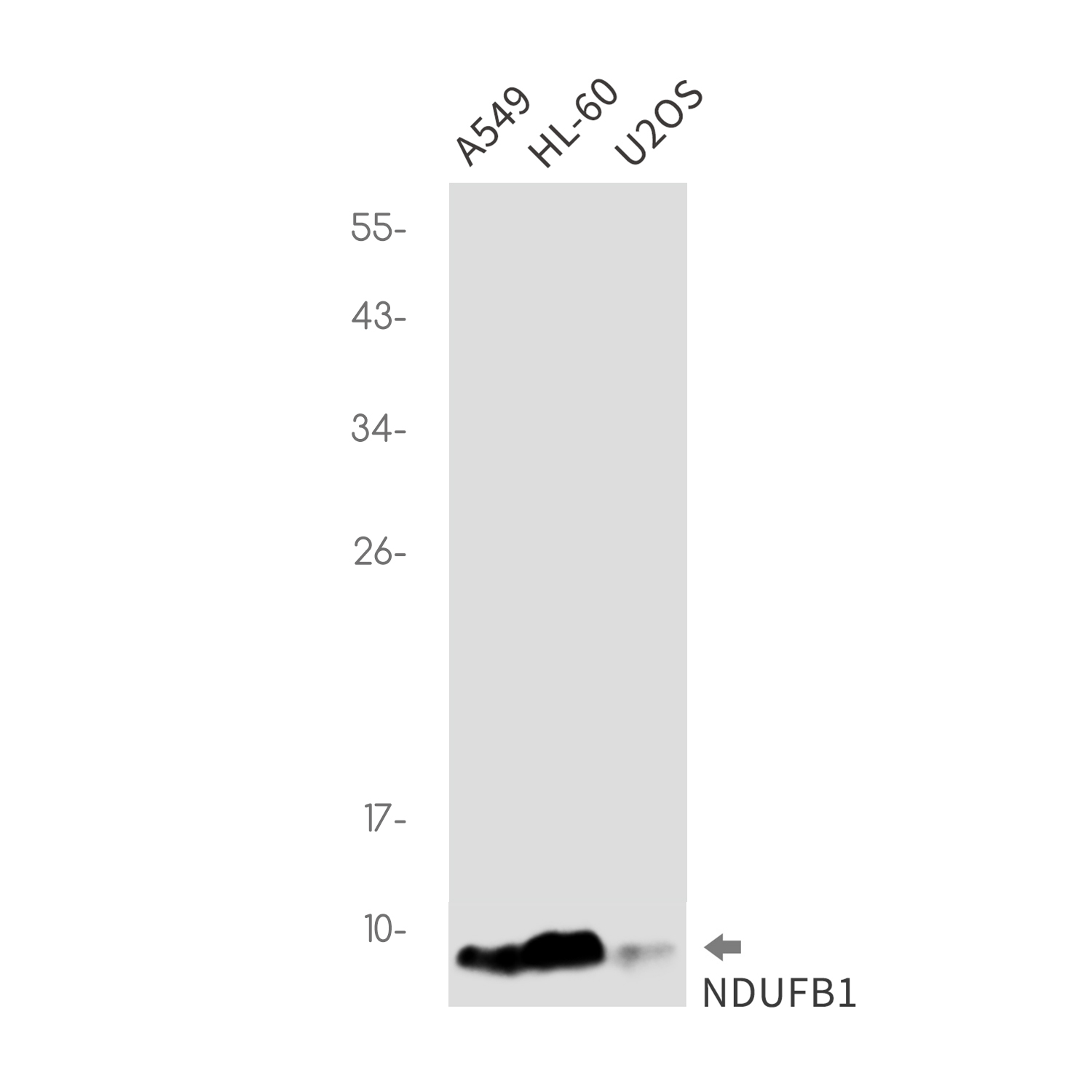 Rabbit monoclonal antibody