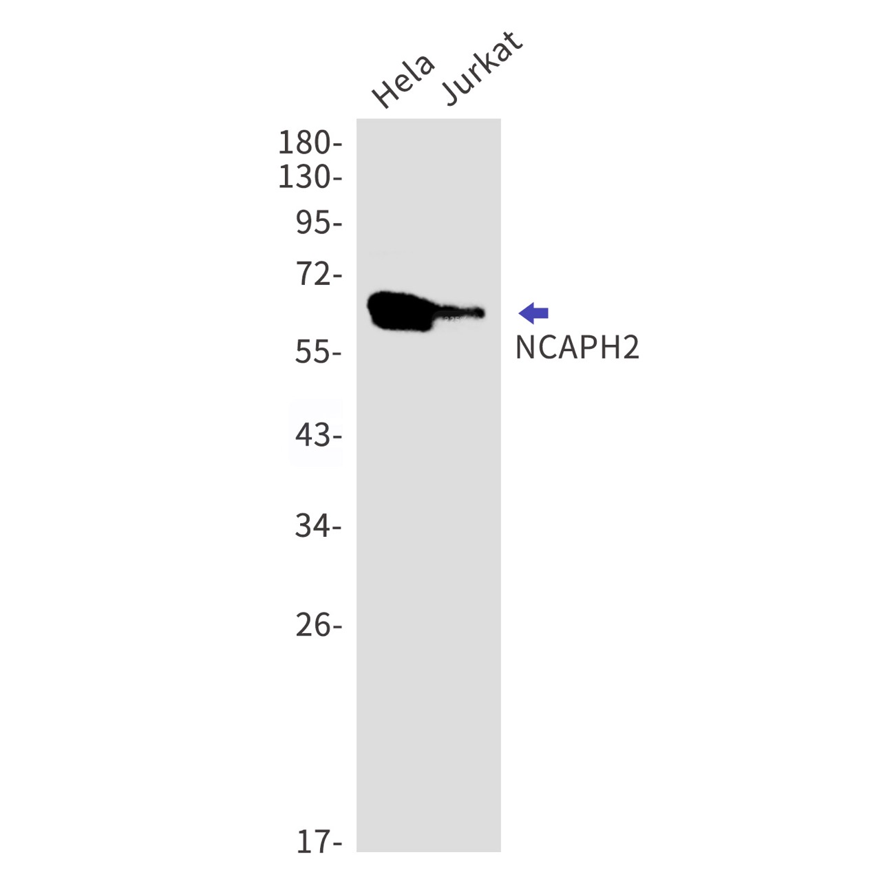 Rabbit monoclonal antibody