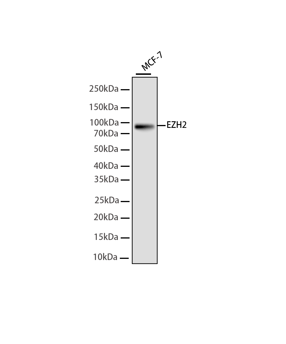 Rabbit monoclonal antibody