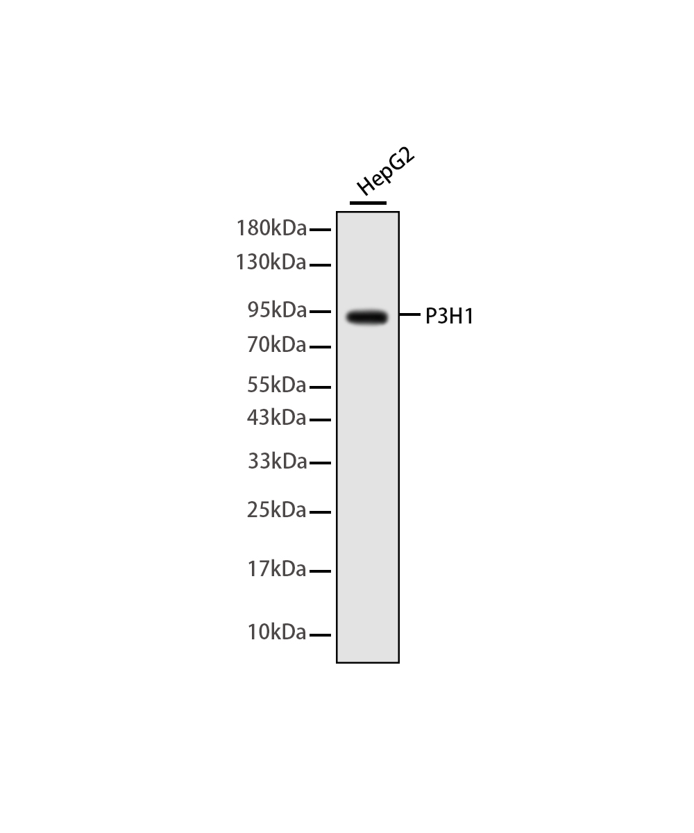 Rabbit monoclonal antibody