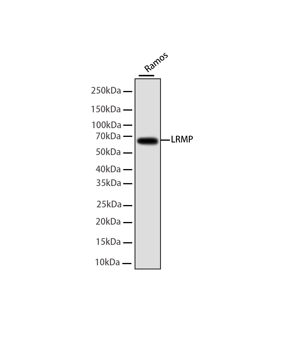 Rabbit monoclonal antibody