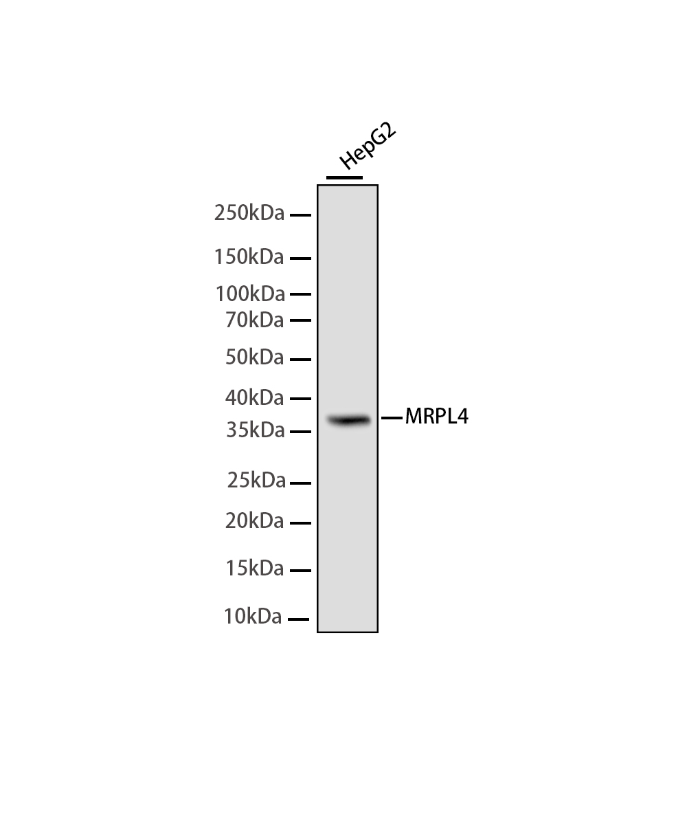 Rabbit monoclonal antibody