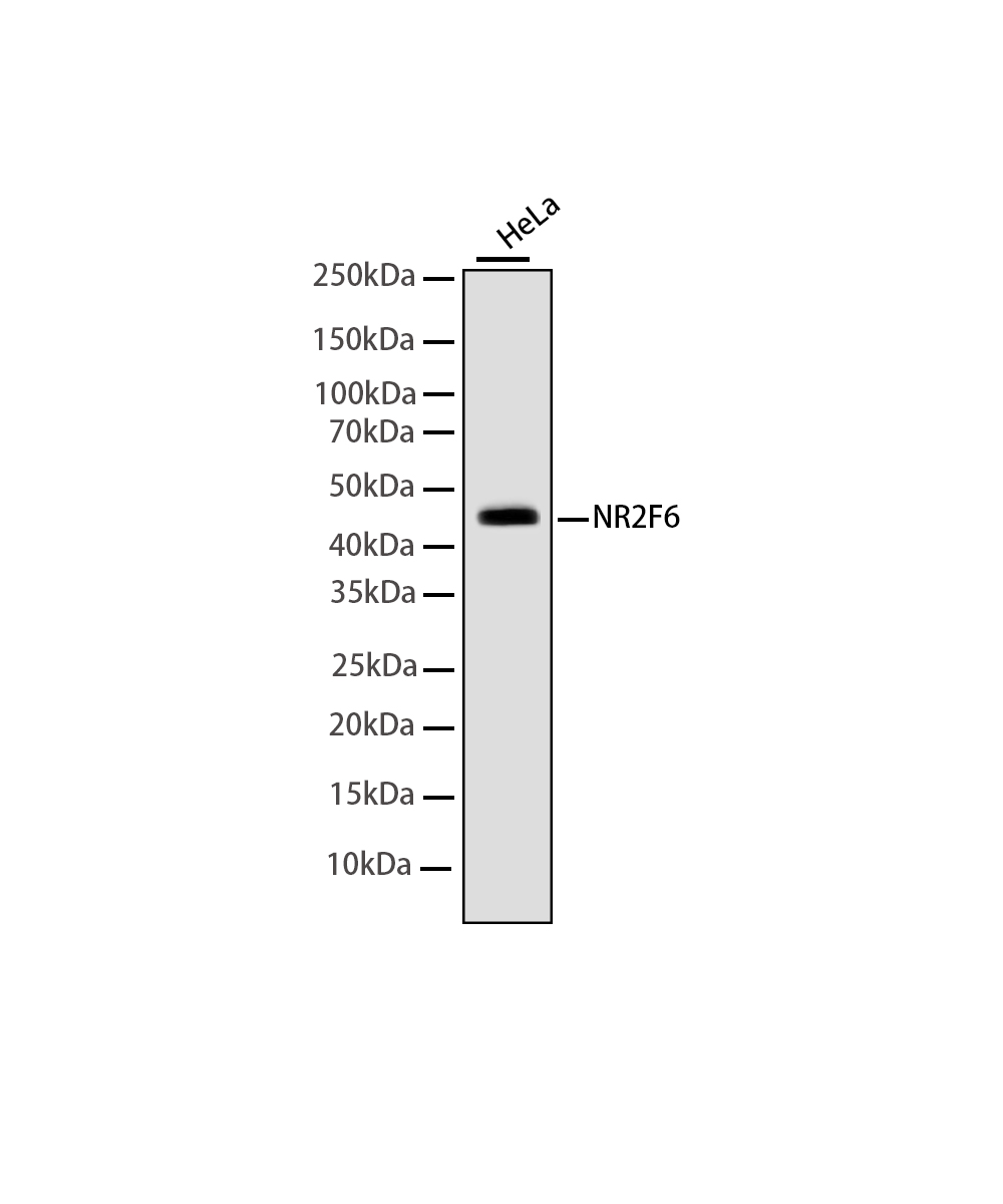Rabbit monoclonal antibody