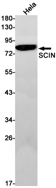 Rabbit monoclonal antibody