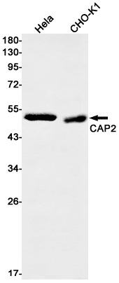 Rabbit monoclonal antibody