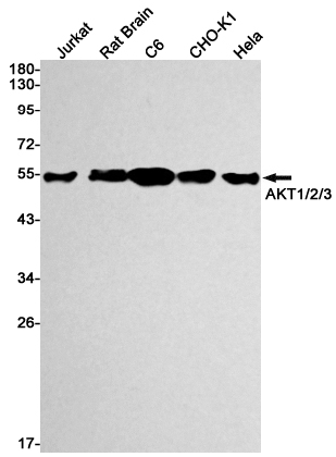Rabbit monoclonal antibody