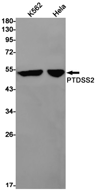 Rabbit monoclonal antibody