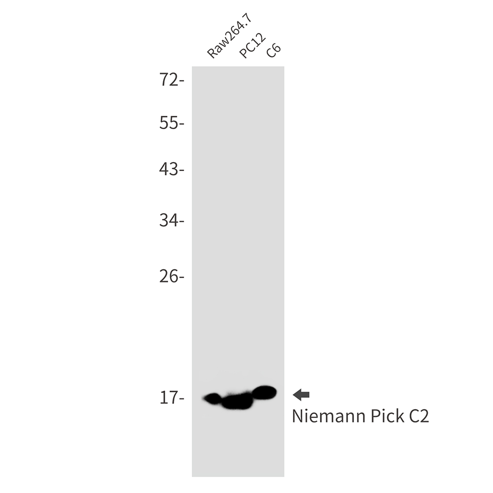 Rabbit monoclonal antibody
