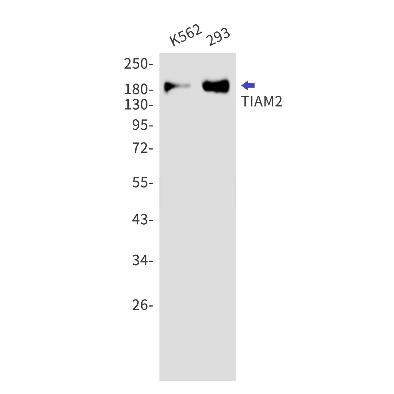 Rabbit monoclonal antibody