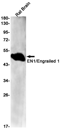 Rabbit monoclonal antibody