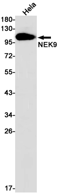 Rabbit monoclonal antibody