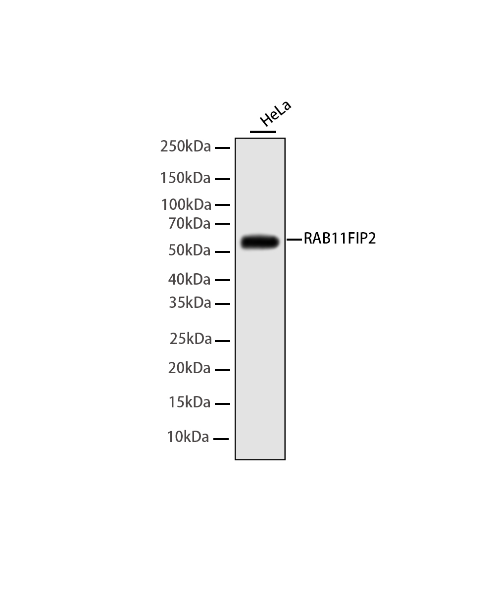 Rabbit monoclonal antibody