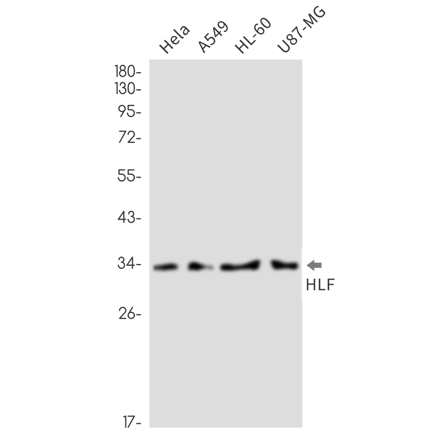 Rabbit monoclonal antibody