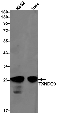 Rabbit monoclonal antibody