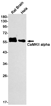 Rabbit monoclonal antibody