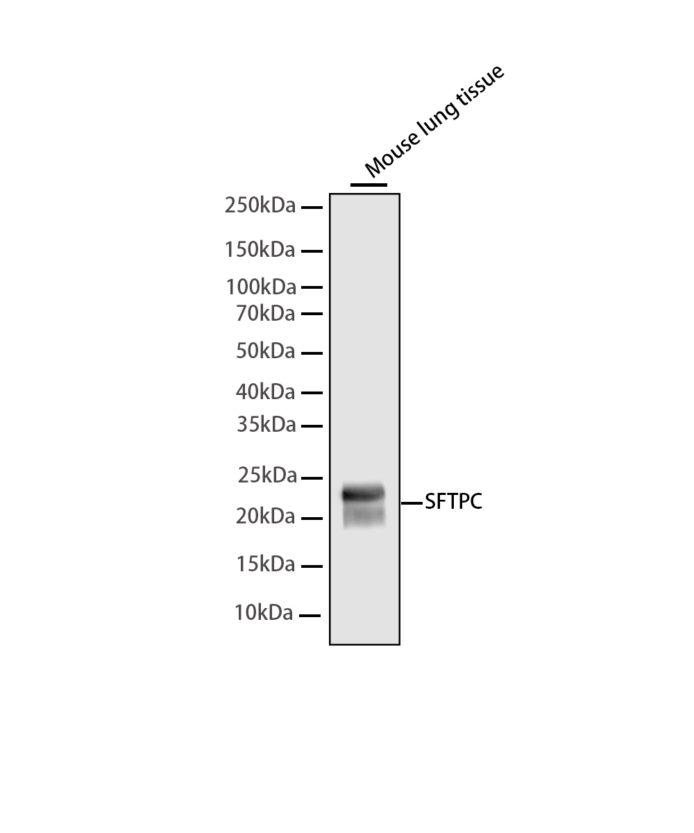 Rabbit monoclonal antibody