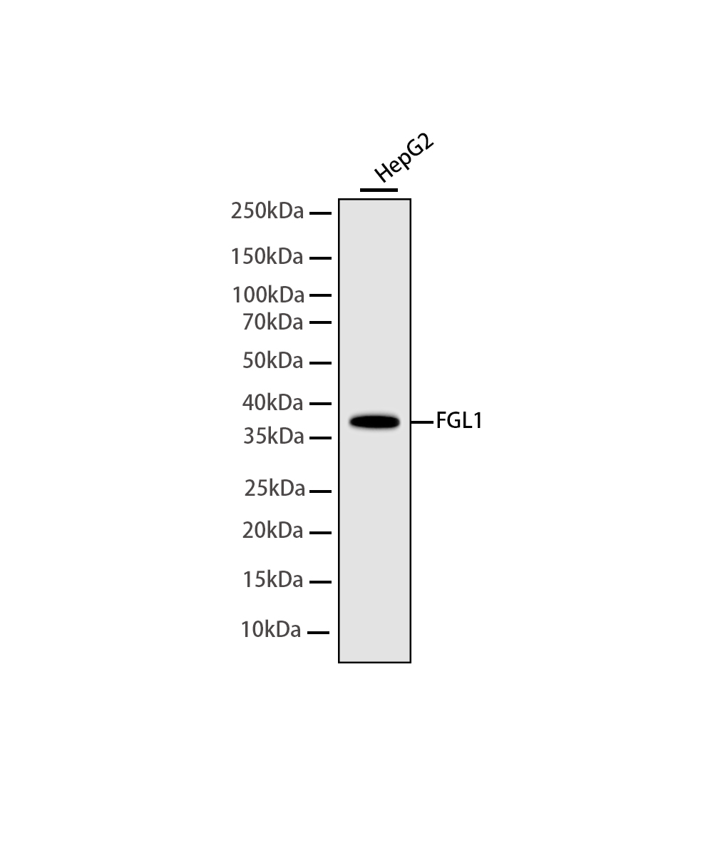 Rabbit monoclonal antibody