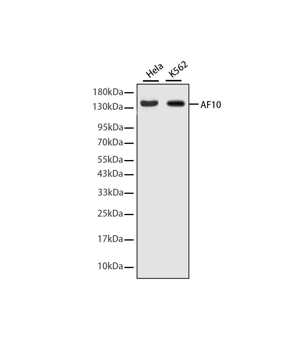 Rabbit monoclonal antibody