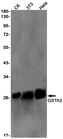 Rabbit monoclonal antibody