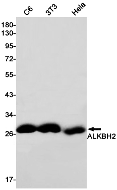 Rabbit monoclonal antibody