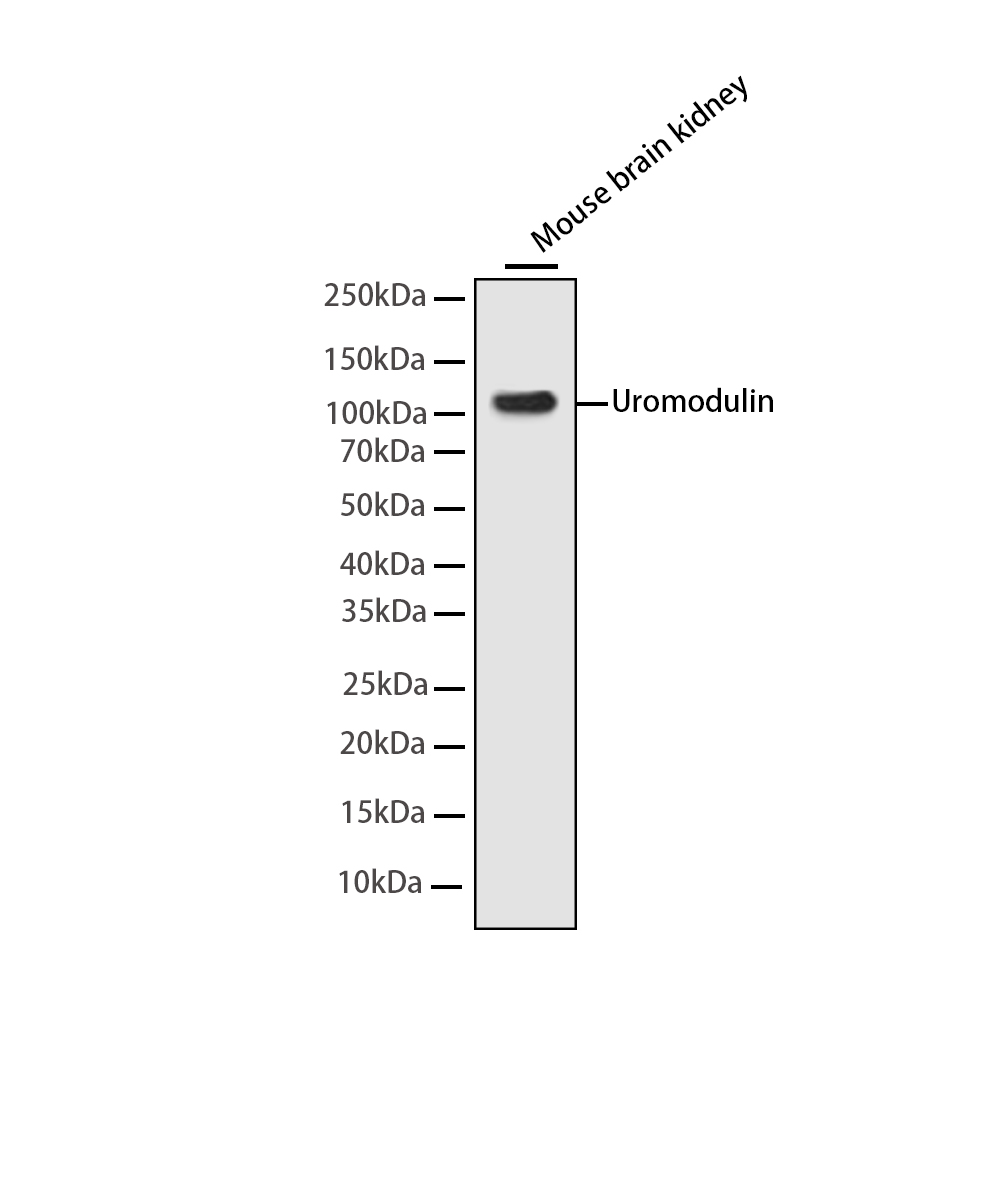 Rabbit monoclonal antibody