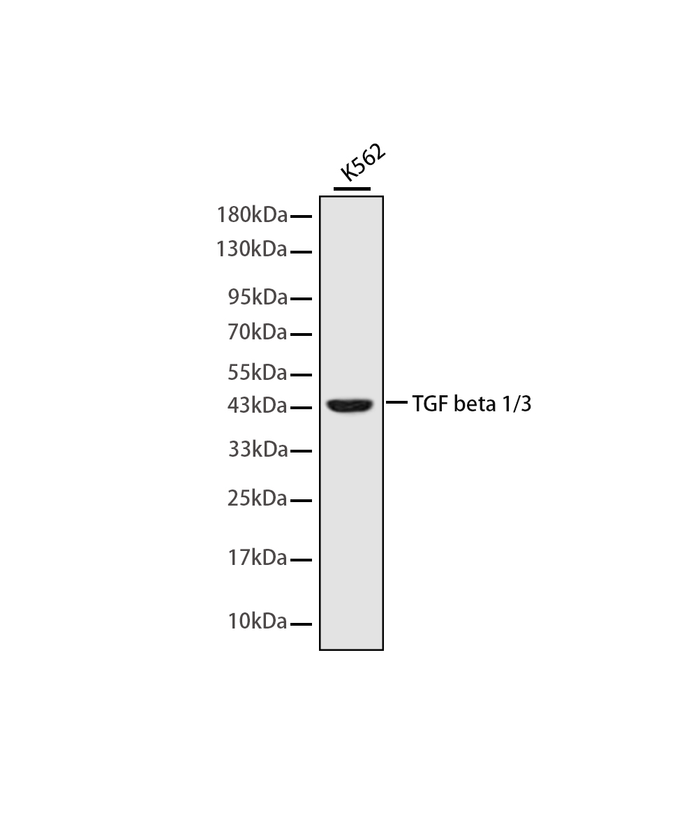 Rabbit monoclonal antibody