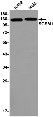 Rabbit monoclonal antibody