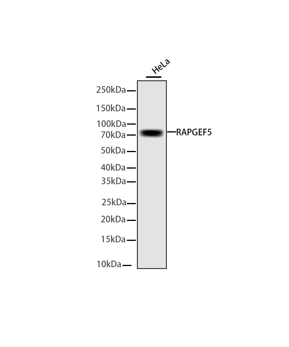 Rabbit monoclonal antibody