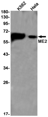 Rabbit monoclonal antibody