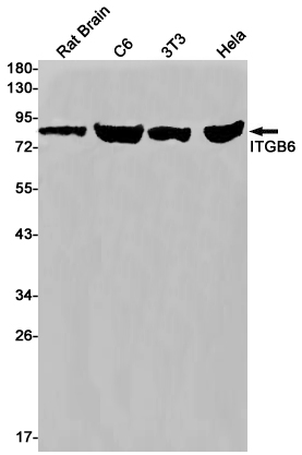 Rabbit monoclonal antibody