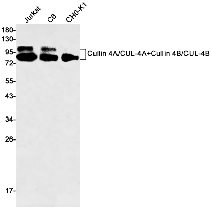 Cullin 4A/B Rabbit mAb