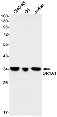 Rabbit monoclonal antibody