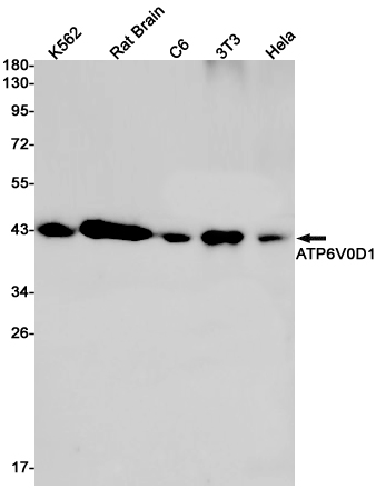 Rabbit monoclonal antibody