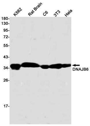 Rabbit monoclonal antibody