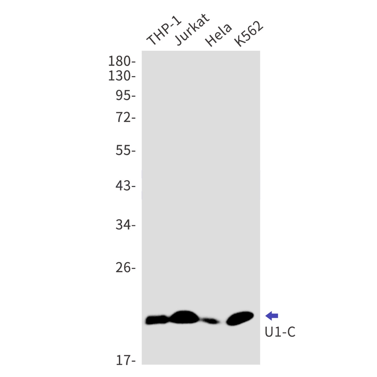 Rabbit monoclonal antibody