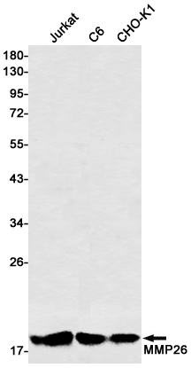 Rabbit monoclonal antibody