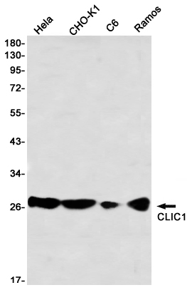 Rabbit monoclonal antibody