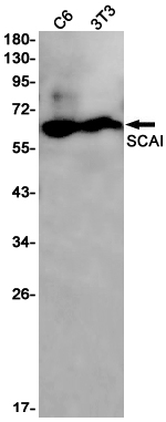 Rabbit monoclonal antibody